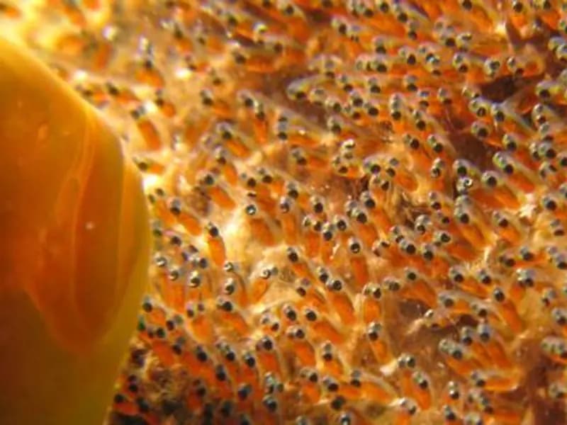 INPUTS (FEEDS & AQUA THERAPEUTICS)