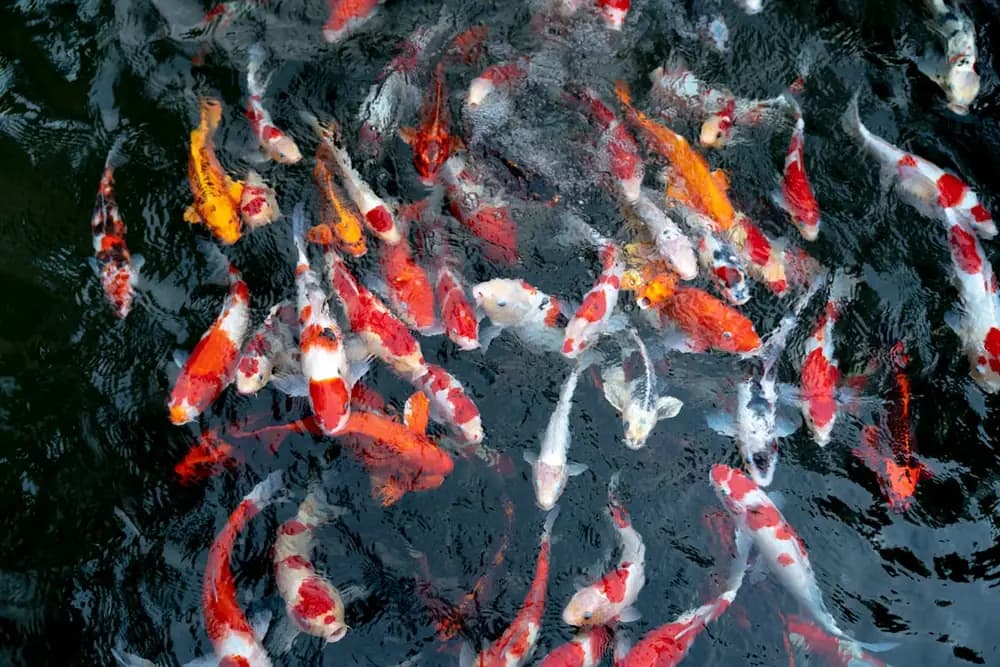 Sustainable aquaculture vision